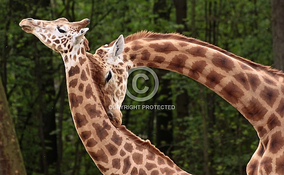 Giraffes