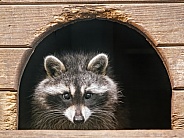 Raccoon in small house