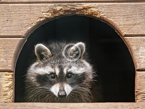 Raccoon in small house