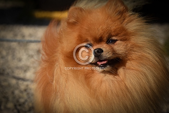 German Spitz German Spitz
