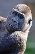 Western Lowland Gorilla (Gorilla Gorilla Gorilla)