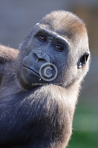 Western Lowland Gorilla (Gorilla Gorilla Gorilla) Western Lowland Gorilla (Gorilla Gorilla Gorilla)