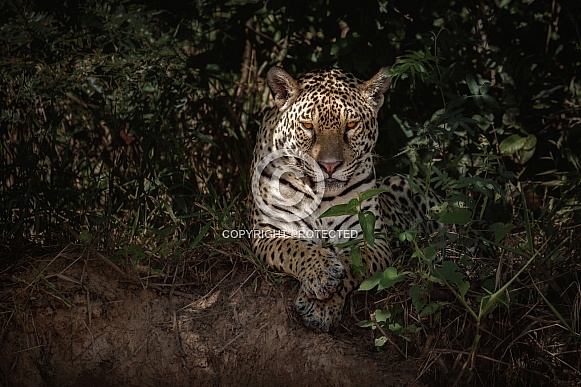 American jaguar in the nature habitat