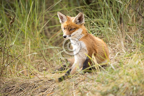 Young red fox cub in nature