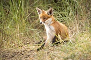 Young red fox cub in nature