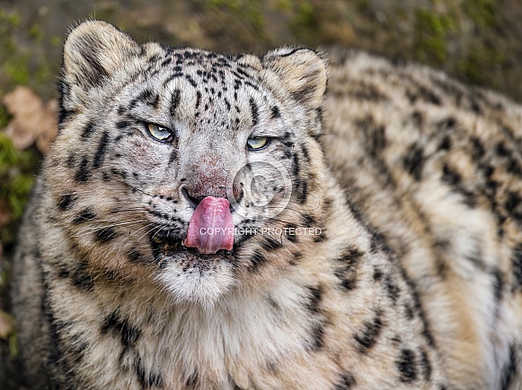 Young snow leopard licking nose