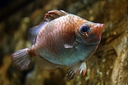 Red and silver bigeye fish (Priacanthidae) .
