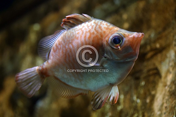 Red and silver bigeye fish (Priacanthidae) .