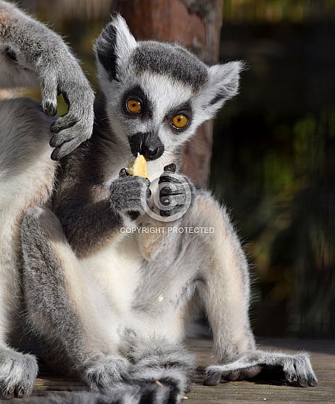 Young Ring-tailed Lemur Young Ring-tailed Lemur