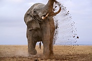 Bull elephant in musth