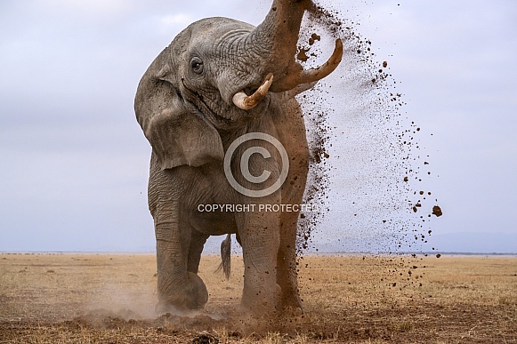 Bull elephant in musth