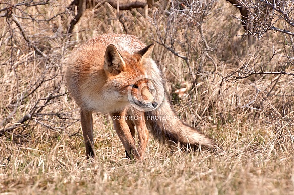 Red Fox Red Fox