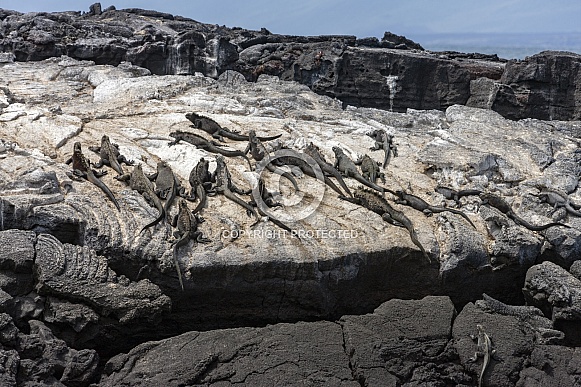 Galapagos Marine Iguana Galapagos Marine Iguana