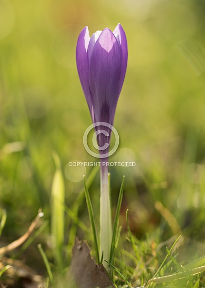 Crocus Crocus