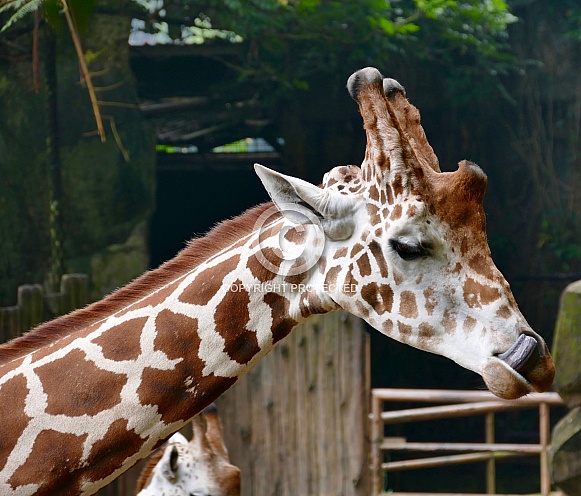 Giraffe