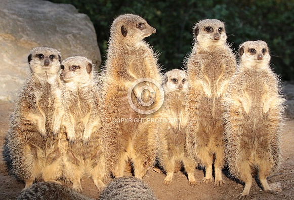 Meerkat Meerkat