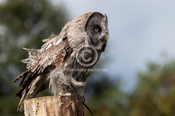 Great Grey Owl Full Body Side On Ready To Fly