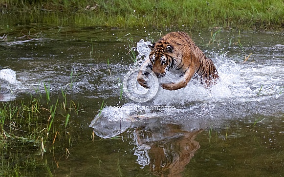 A Captive Juvenile Siberian Tiger