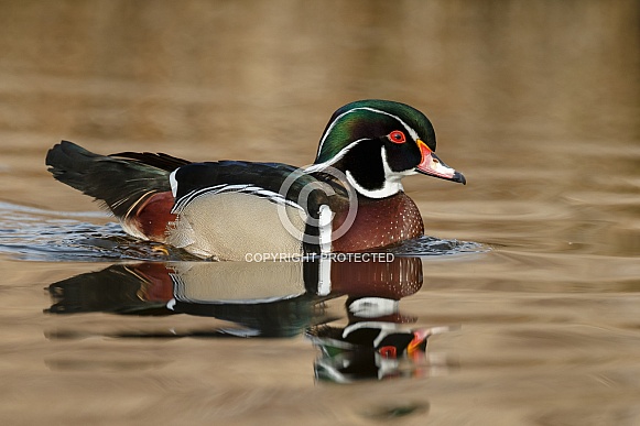 The wood duck or Carolina duck (Aix sponsa)