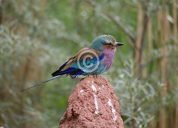 Lilac-breasted Roller Lilac-breasted Roller