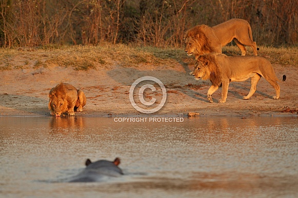 Beautiful lion in amazing evening light