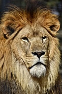 African Lion
