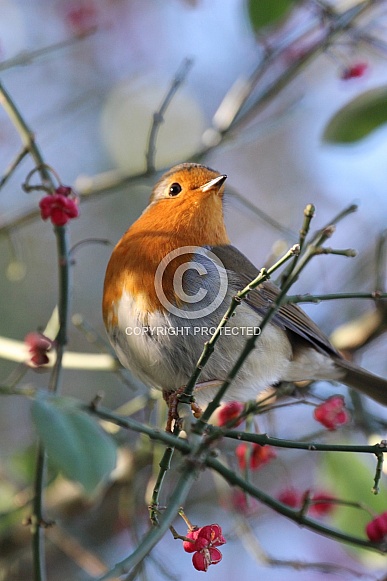 Robin Redbreast Robin Redbreast