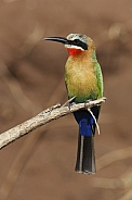 White Fronted Bee-Eater (Merops bullockoides)