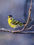 Siskin