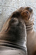 California sea lions (Zalophus californianus)