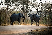 African Elephants in a stand-off