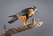 Aplomado Falcon on Branch