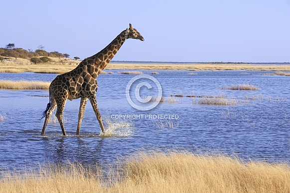 Giraffe - Flooded Salt Pan - Namibia