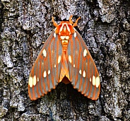 Strikingly colored giant silk moth - Regal Moth, Citheronia regalis,