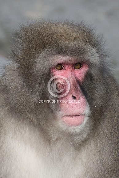 Japanese Macaque (Macaca Fuscata) Japanese Macaque (Macaca Fuscata)