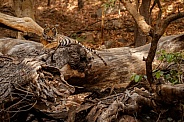 Beautiful tiger in the nature habitat. Tiger pose in amazing light. Wildlife scene with wild animal. Indian wildlife. Indian tiger. Panthera tigris tigris.