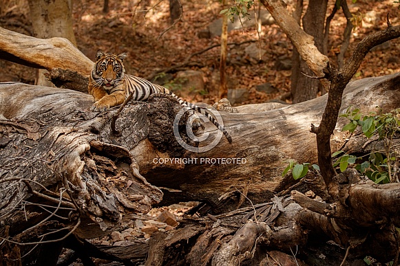 Beautiful tiger in the nature habitat. Tiger pose in amazing light. Wildlife scene with wild animal. Indian wildlife. Indian tiger. Panthera tigris tigris.