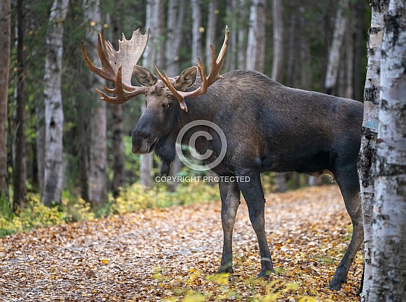 Bull moose in the fall walking in the trees Bull moose in the fall walking in the trees