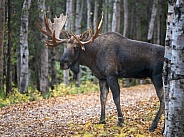 Bull moose in the fall walking in the trees