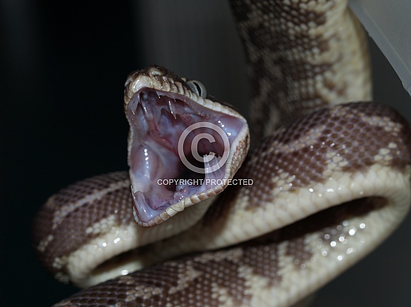 Rough Scaled Python