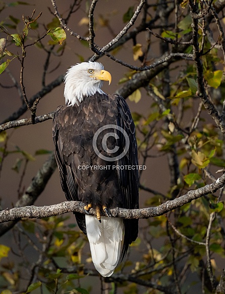 Adult bald eagle in Alaska Adult bald eagle in Alaska