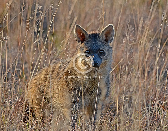 Aardwolf At Sunset Aardwolf At Sunset