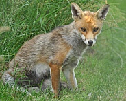 fox, sitting