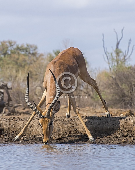 Impala (Male)