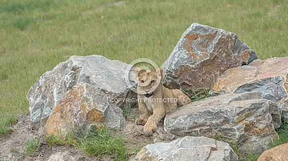 African Lion cub African Lion cub