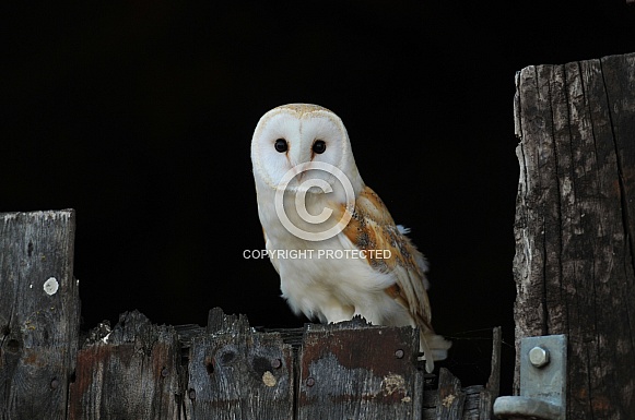 Barn Owl