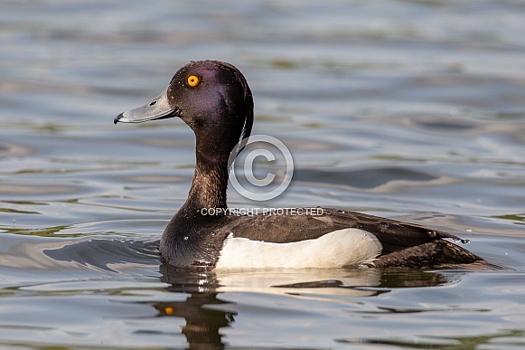 Tufted Duck