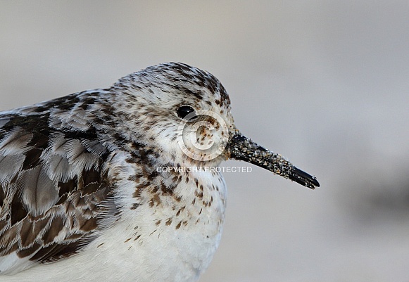 Sanderling