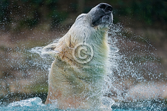 Polar Bear Polar Bear