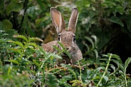 Wild Rabbit - Oryctolagus cuniculus